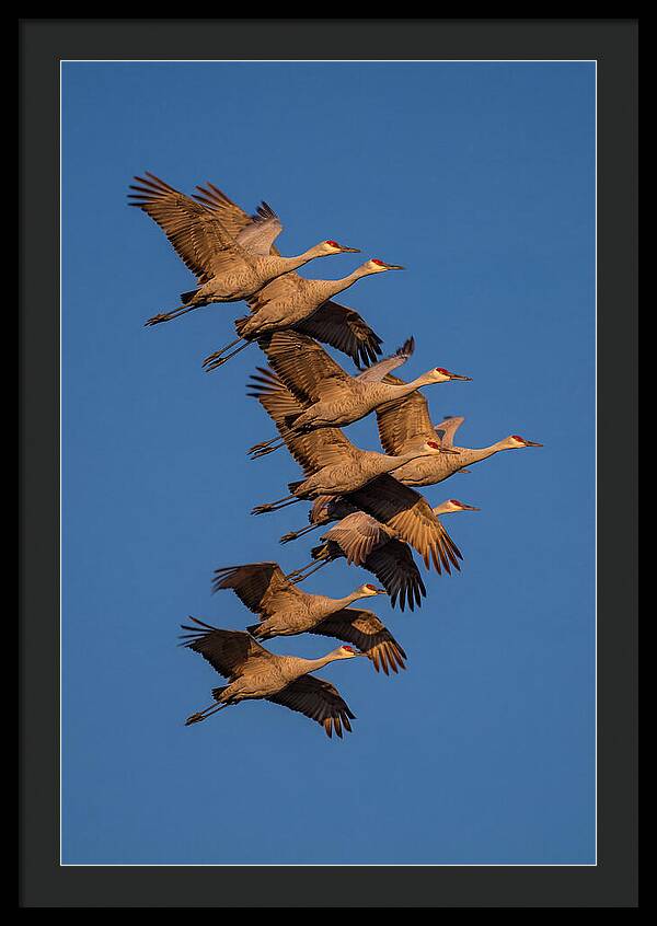 Sandhill Cranes In Flight