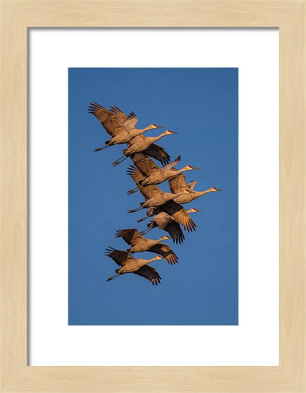 Sandhill Cranes In Flight