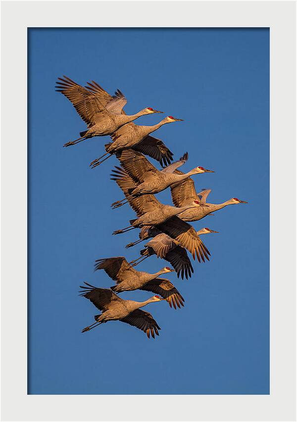 Sandhill Cranes In Flight