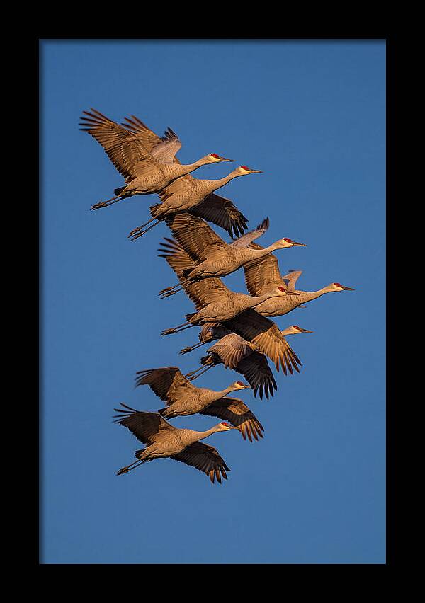 Sandhill Cranes In Flight