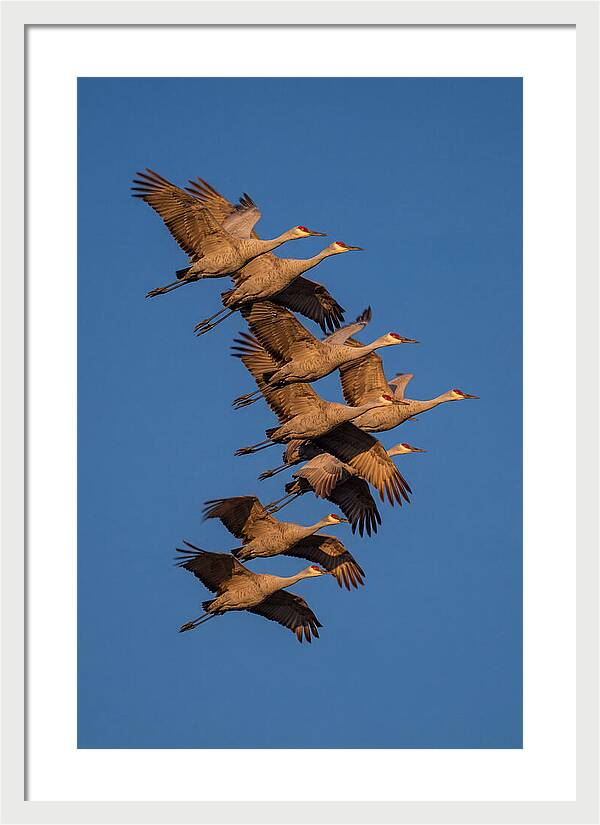 Sandhill Cranes In Flight