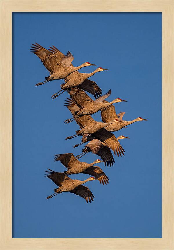 Sandhill Cranes In Flight