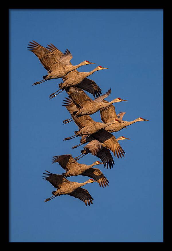 Sandhill Cranes In Flight