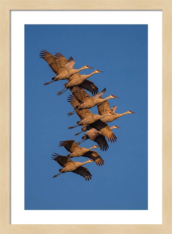 Sandhill Cranes In Flight