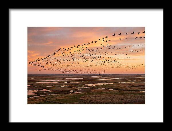 Sandhill Cranes Migration Flight