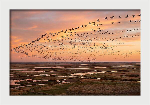 Sandhill Cranes Migration Flight