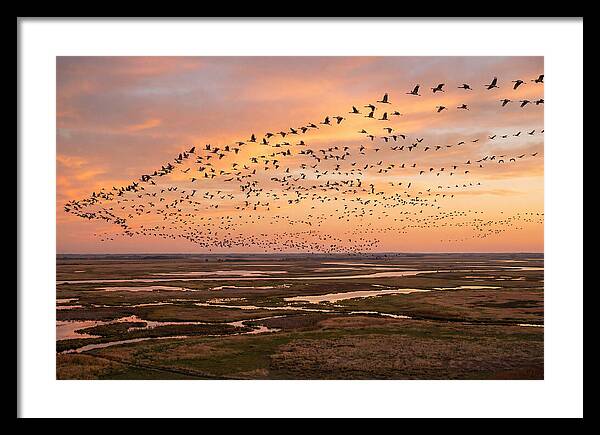 Sandhill Cranes Migration Flight