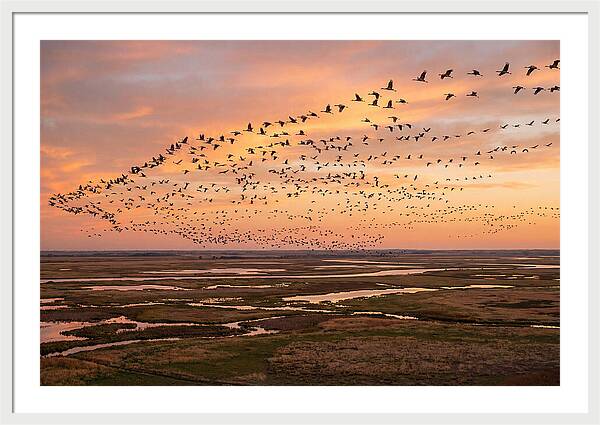Sandhill Cranes Migration Flight