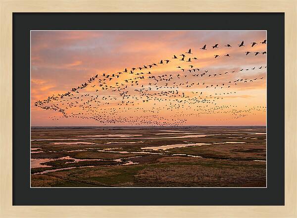 Sandhill Cranes Migration Flight