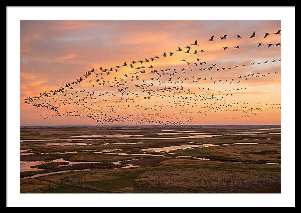 Sandhill Cranes Migration Flight