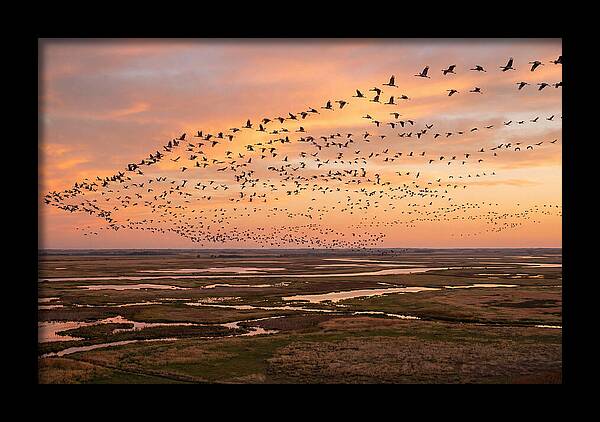 Sandhill Cranes Migration Flight