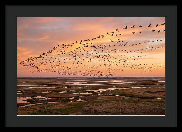 Sandhill Cranes Migration Flight
