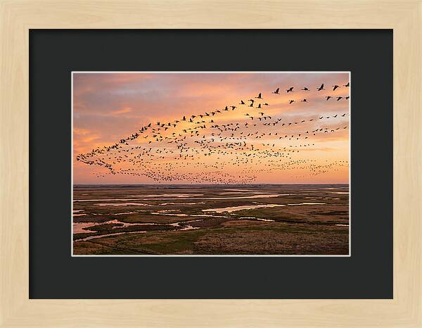 Sandhill Cranes Migration Flight