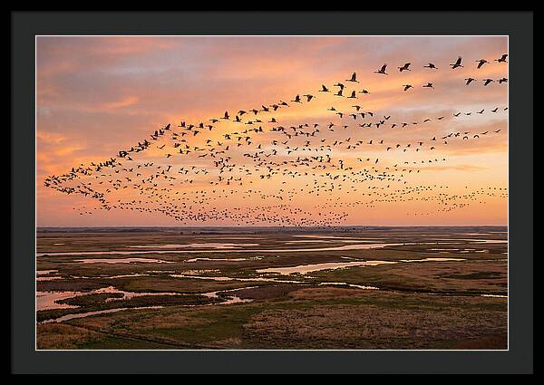 Sandhill Cranes Migration Flight