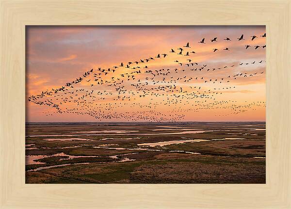 Sandhill Cranes Migration Flight