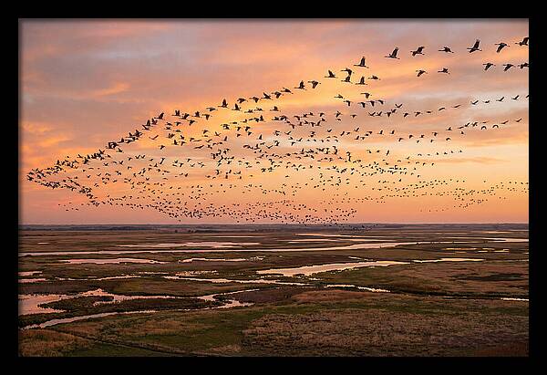 Sandhill Cranes Migration Flight