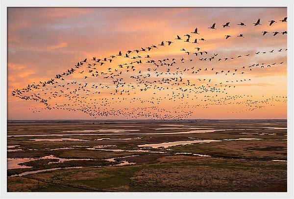 Sandhill Cranes Migration Flight