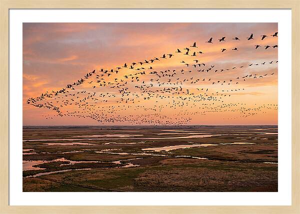 Sandhill Cranes Migration Flight