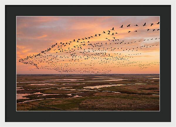 Sandhill Cranes Migration Flight