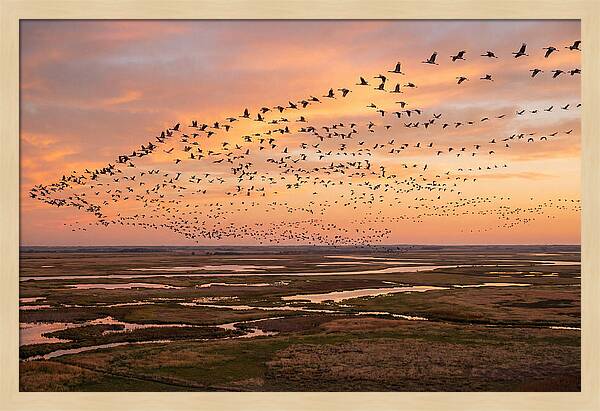Sandhill Cranes Migration Flight