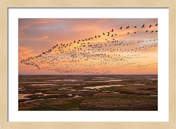 Sandhill Cranes Migration Flight