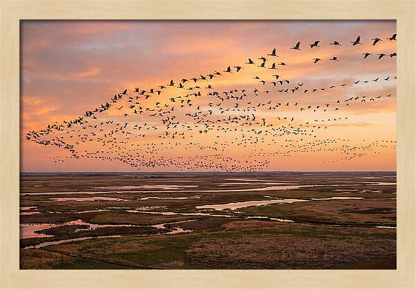 Sandhill Cranes Migration Flight
