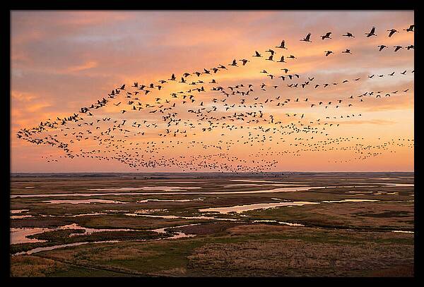 Sandhill Cranes Migration Flight