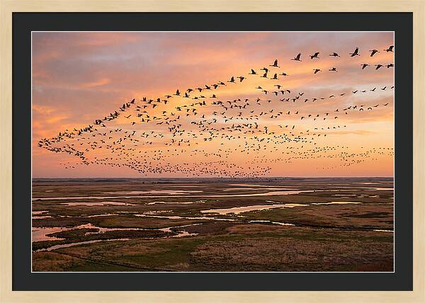 Sandhill Cranes Migration Flight