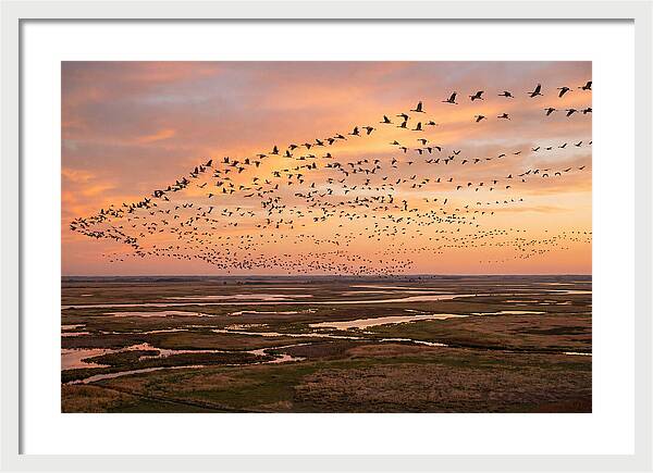 Sandhill Cranes Migration Flight