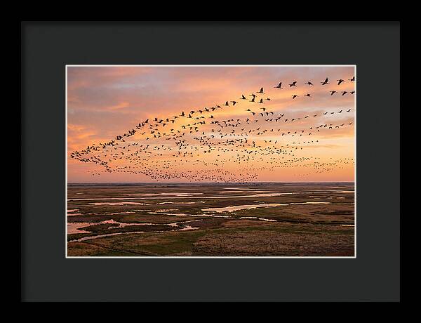 Sandhill Cranes Migration Flight