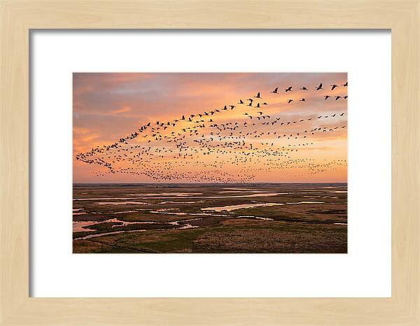 Sandhill Cranes Migration Flight