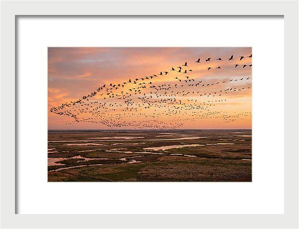 Sandhill Cranes Migration Flight