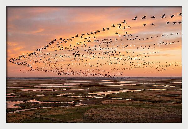 Sandhill Cranes Migration Flight
