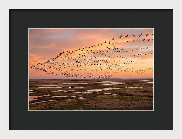 Sandhill Cranes Migration Flight