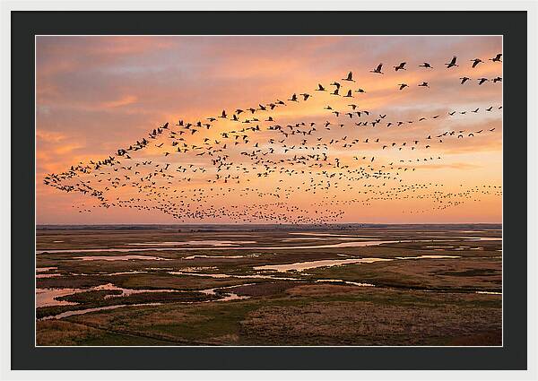 Sandhill Cranes Migration Flight