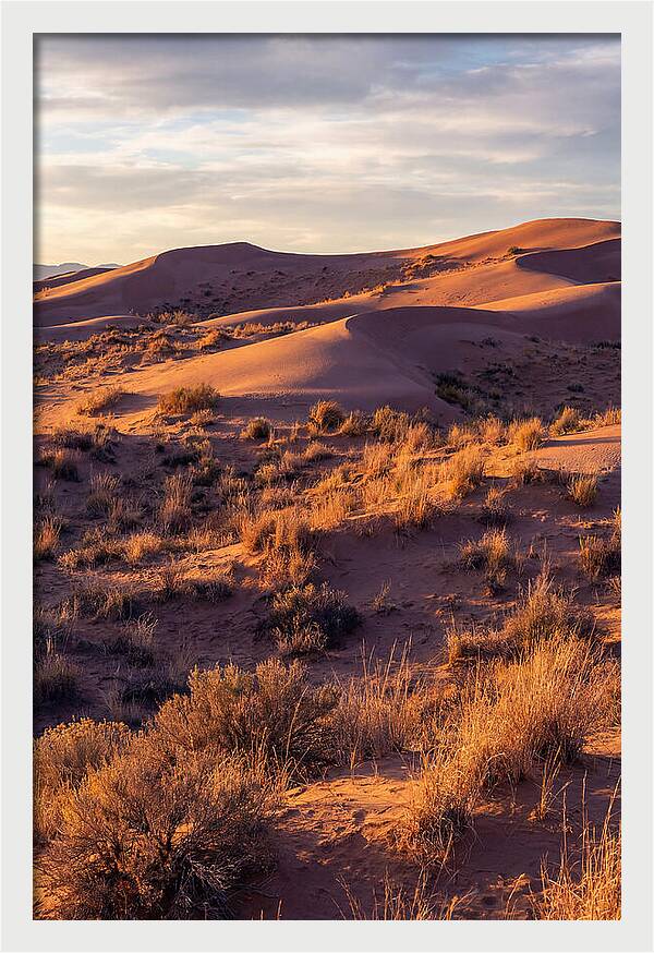 Sandhills Dune Grassland Serenity