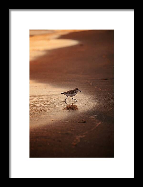 Sandpiper Running Along The Shore
