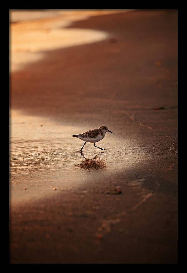 Sandpiper Running Along The Shore
