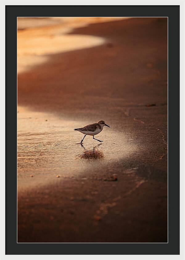 Sandpiper Running Along The Shore