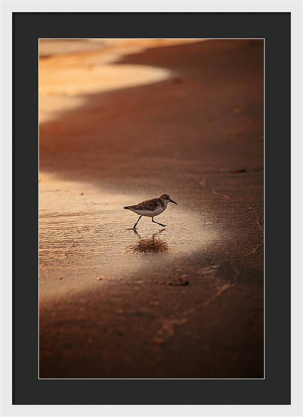 Sandpiper Running Along The Shore