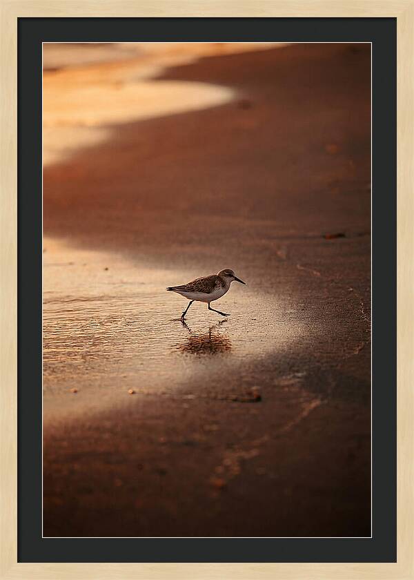 Sandpiper Running Along The Shore