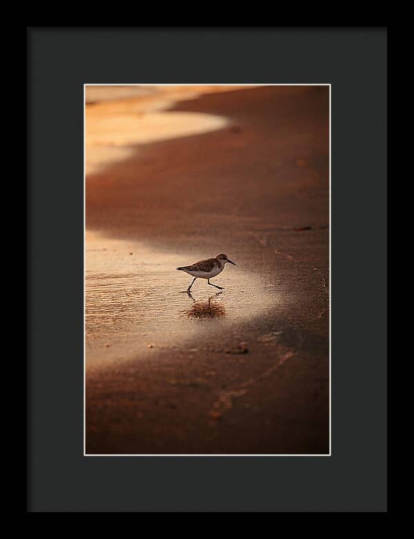 Sandpiper Running Along The Shore