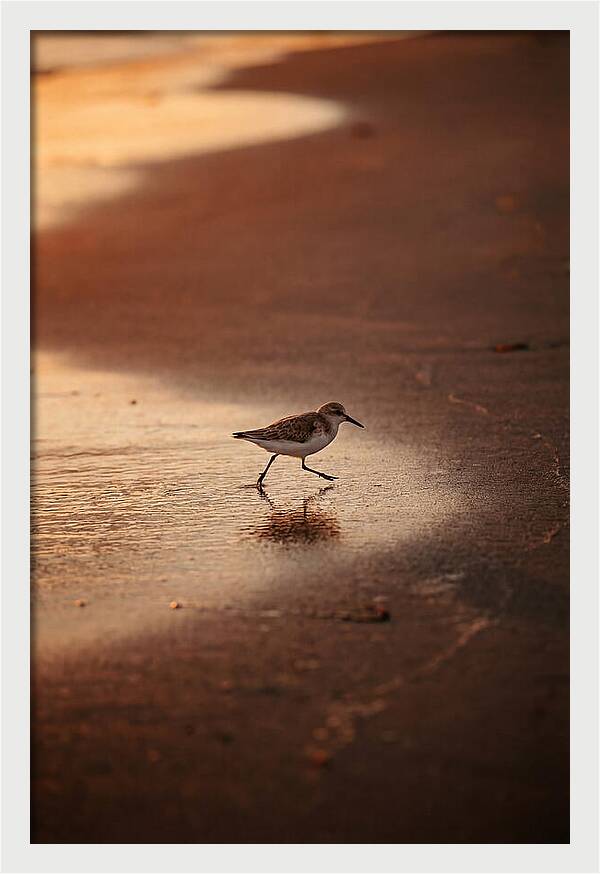 Sandpiper Running Along The Shore