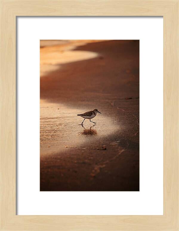 Sandpiper Running Along The Shore