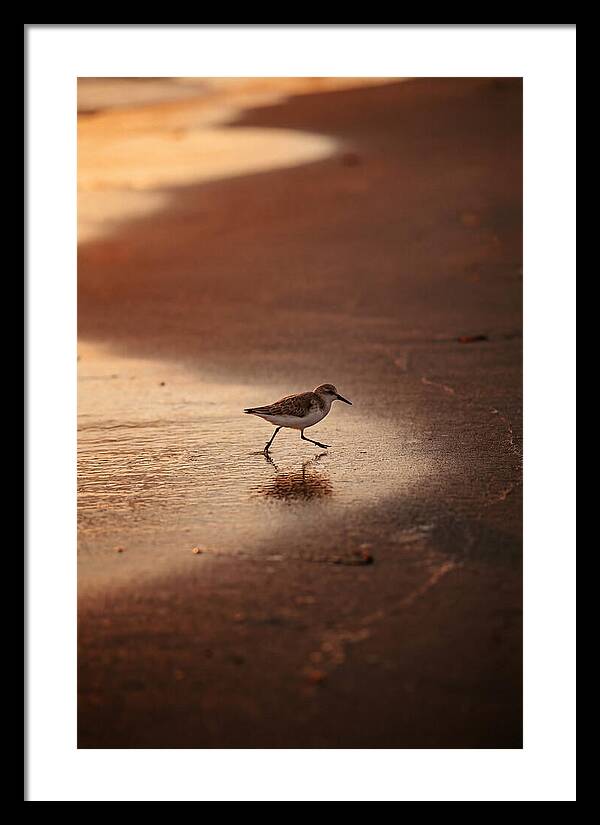 Sandpiper Running Along The Shore