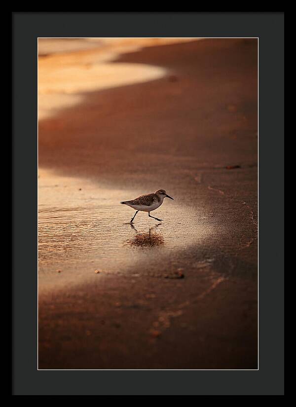 Sandpiper Running Along The Shore