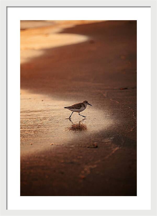 Sandpiper Running Along The Shore