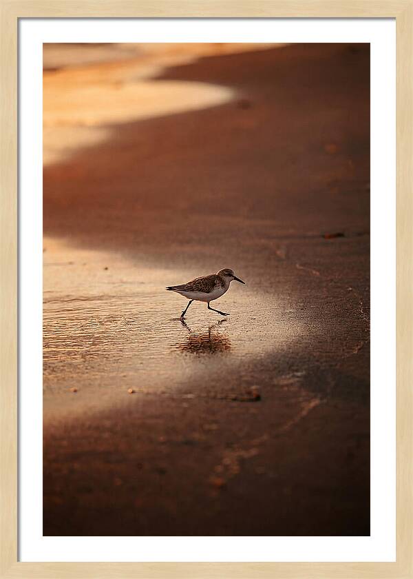 Sandpiper Running Along The Shore