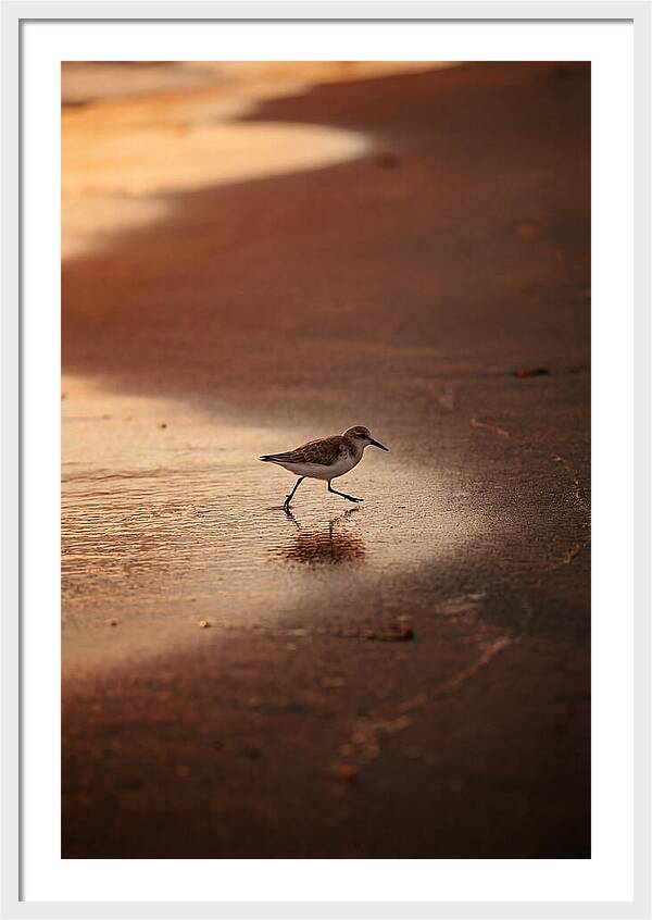 Sandpiper Running Along The Shore