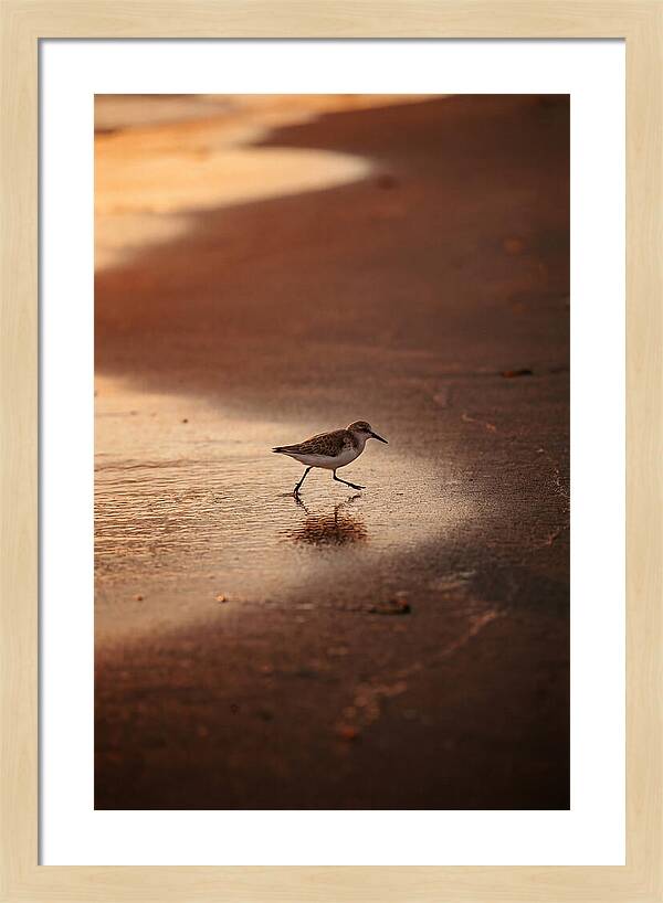 Sandpiper Running Along The Shore